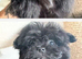 KOREAN MALTIPOM READY NOW