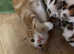 Lovely kittens for sale