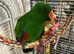 Tame Talking Eclectus Parrot