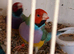 9 gouldians mixed sex