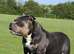 American Bully