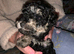 TOY Poodle puppies (rare phantom) Pedigree