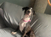 English bull terrier x Staffy girl 15 weeks old