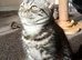 Bsh. Black silver tabby