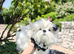 Korean Maltese pups