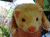 Gorgeous baby ferrets