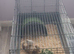 5 Chinese Painted Quail/ Button Quail