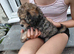 Chocolate /Tan Girl & Tortoise shell Boy MALTIPOO PUPPIES