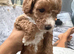 Cockapoo boys