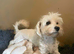 Holistic Maltipoo Puppies