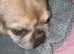 Looking for a good home for my dog