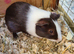 Guinea Pigs