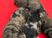 Kc health tested red miniature poodle stud also black phantom