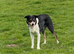 Pure border collie bitch.