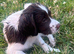 KC Reg Springer Spaniels