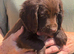 Gorgeous cocker spaniel pups