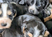 Exceptional Home Reared Cocker Spaniel Puppies