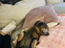 Blue & Tan long hair stud- miniature dachshund