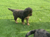 2 female cocker spaniel puppies