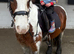 13hh 17 year old alrounder gelding.