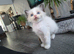 Ragdoll pedigree