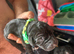 Great Dane Puppies