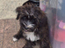 3 CAVORKIE BOYS READY FOR FOREVER HOMES