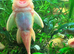 L144 Blue Eyed Golden Bristlenose Pleco adult 1male + 1 female. Fast delivery within mainland UK.