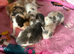 4 beautiful diluted calico ready now
