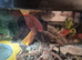 Various tarantulas for sale