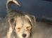 Yorkie cross jackapoo