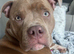 Loving staff cross pocket bully male