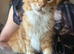 Ginger maine Coon Boy. Vaccine