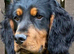 Well bred cocker spaniel pups &pound;500