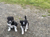 Fantastic collie pups for sale