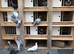 Racing pigeons in Cumbernauld