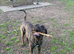 Male entire cane corso 2yrs old.