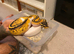 CB22 Female pastel Yellowbelly pied BP