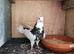 Iranian pigeons