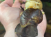 2 Giant African Land Snails
