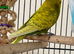 7 aviary budgies for sale