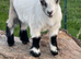 Female baby Pygmy goat