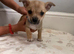 Pomchi Puppies ready to go