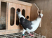 Beautiful rare coloured racers birds