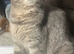 Scottish fold