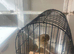 Yorkshire canaries for sale