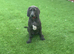 Stunning Female Weimaraner