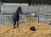 Friesan purebred mare & foal