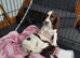 Sprocker