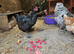 1 jersey giant hen